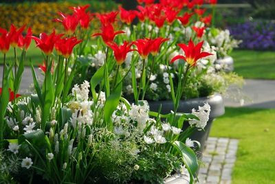 Spring Borders, Bulb Combinations, Perennial Combinations, Anemone blanda 'White Splendour',Hyacinth Carnegie,Hyacinthus Carnegie',Muscari botryoides 'Album',Muscari Album,Tulip 'Dyanito',Tulipa 'Dyanito'